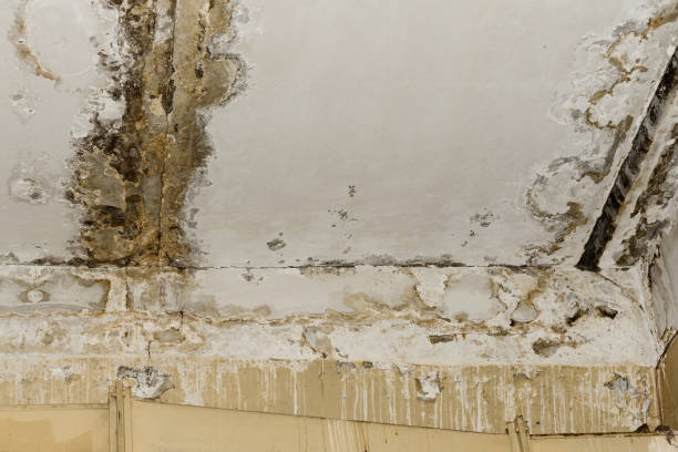 Environmental Consulting for Mold Prevention in Spotsylvania Courthouse, VA